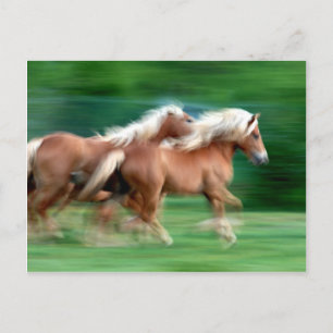Tävla Palomino Horses vykort
