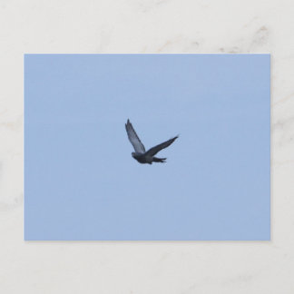 Tävla Pigeon-kort för inkommande hemmakort Vykort