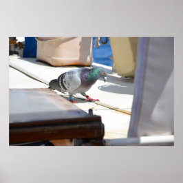 Tävla Pigeon Poster