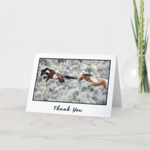 Tävla Vild Stallions Foto - tackkort