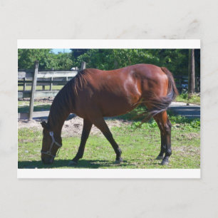 Tavlade Grazing Vykort