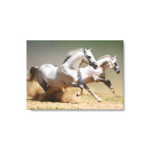 Tävling Vind Horses