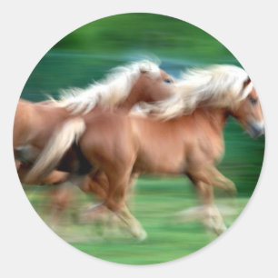 Tävlings- Palominohästklistermärke Runt Klistermärke