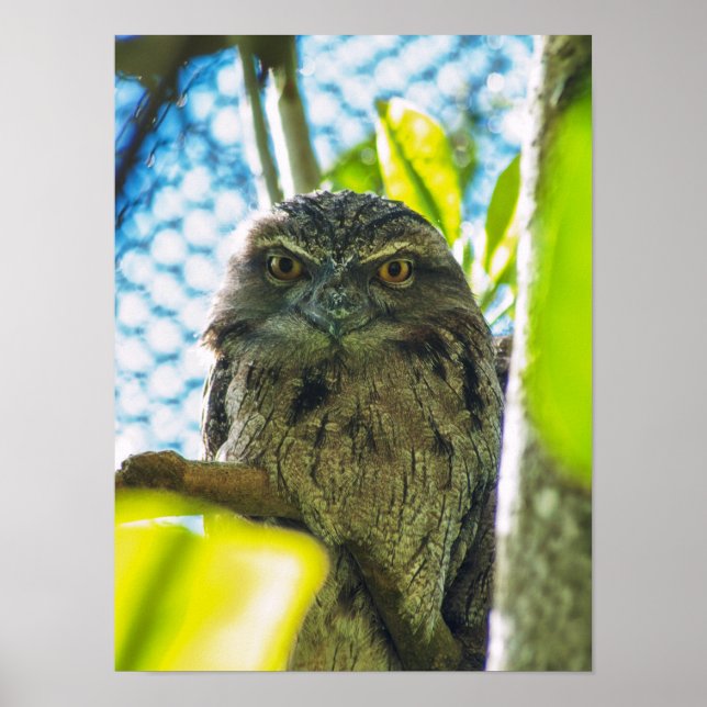 Tawny är ingen uggla poster (Framsidan)