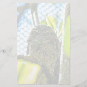 Tawny är No Uggla Brevpapper