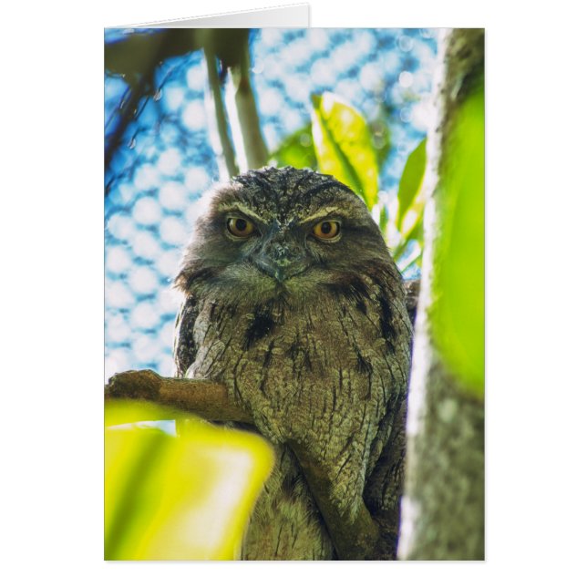 Tawny är No Uggla OBS Kort (Framsidan)