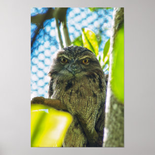 Tawny är No Uggla Poster