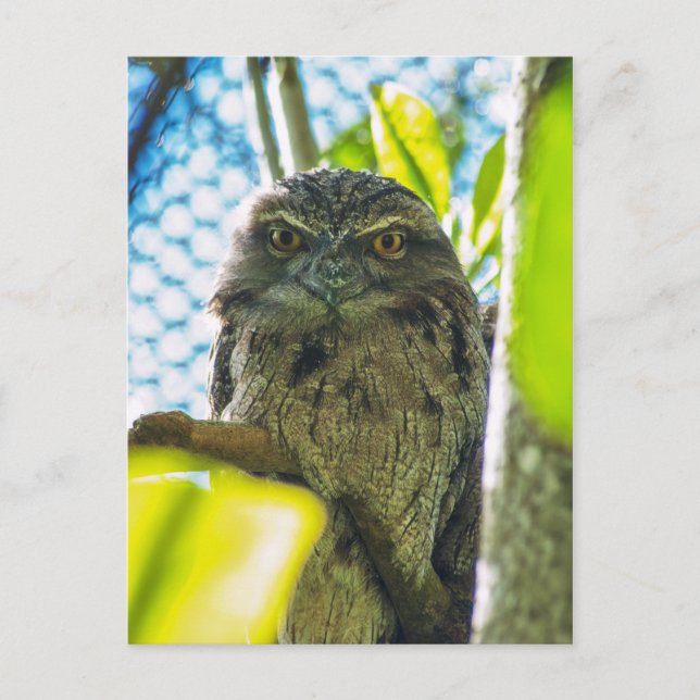 Tawny är No Uggla Vykort (Framsida)