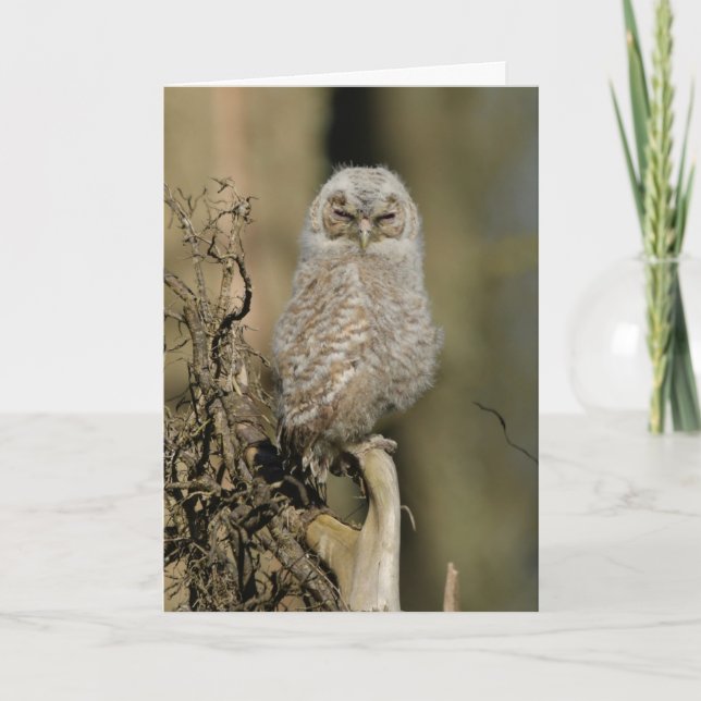 Tawny chick kort (Framsida)