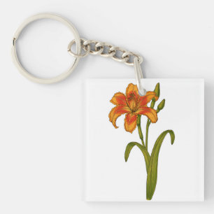 Tawny Day lily