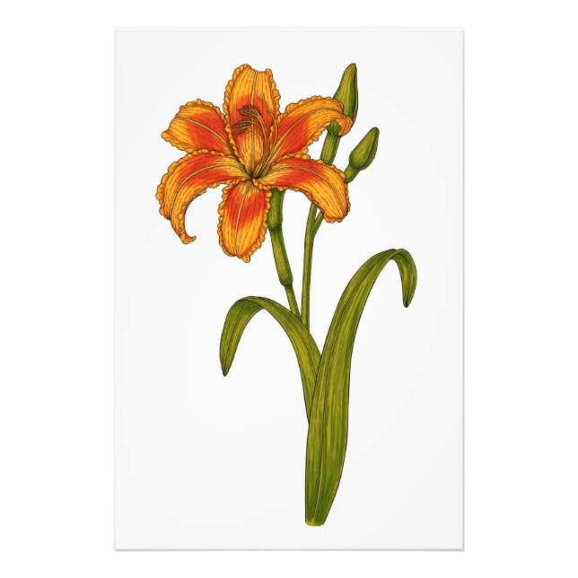 Tawny Day lily Fototryck (Framsidan)