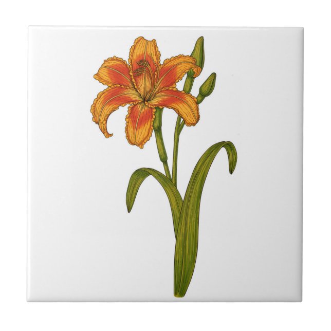 Tawny Day lily Kakelplatta (Framsidan)