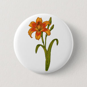 Tawny Day lily Knapp