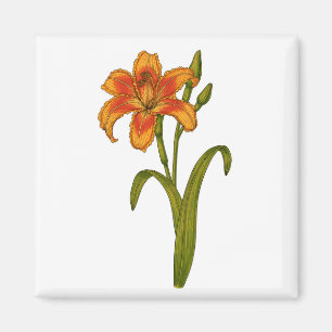Tawny Day lily Magnet