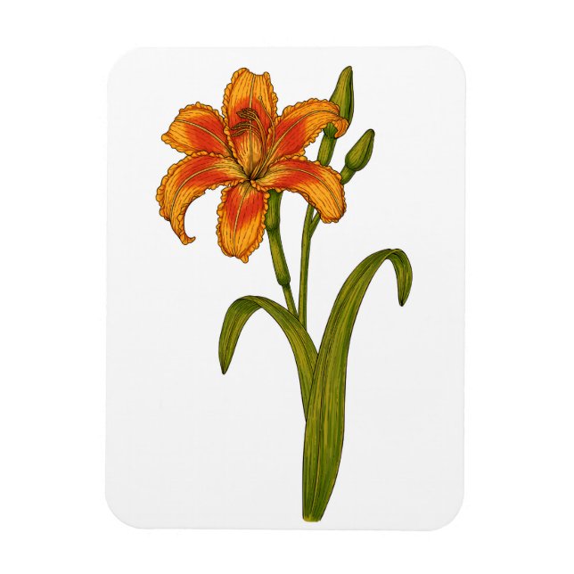 Tawny Day lily Magnet (Vertikal)