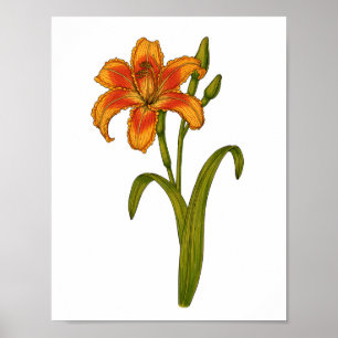 Tawny Day lily Poster