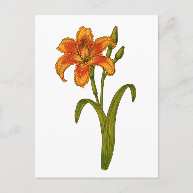 Tawny Day lily Vykort (Framsida)