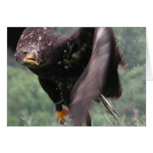 Tawny Eagle Hälsningskort