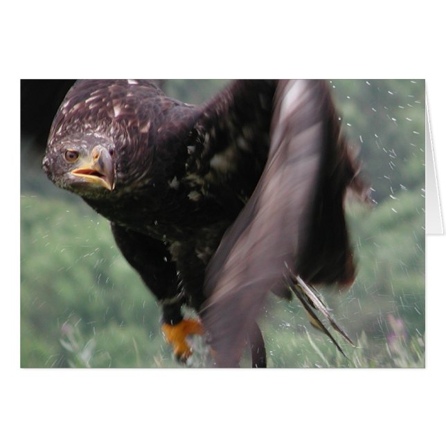 Tawny Eagle Hälsningskort (Framsidan Horizontal)