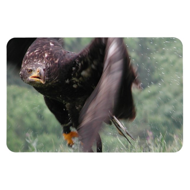 Tawny Eagle Magnet (Horisontell)