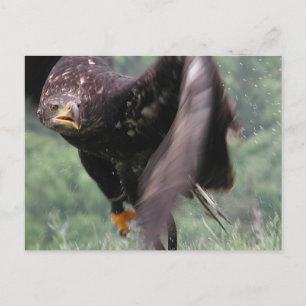 Tawny Eagle Vykort
