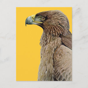 Tawny Eagle Vykort