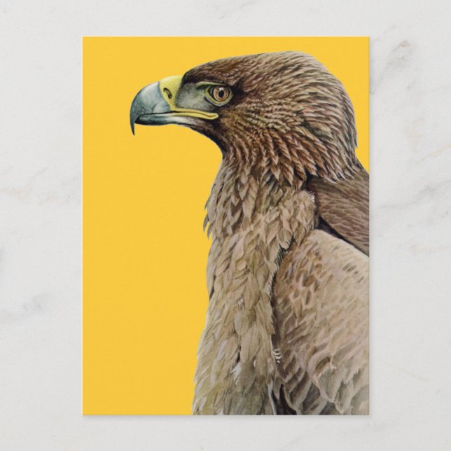 Tawny Eagle Vykort (Framsida)