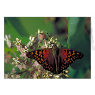 Tawny Emperor Butterfly on Common Milkweed Hälsningskort