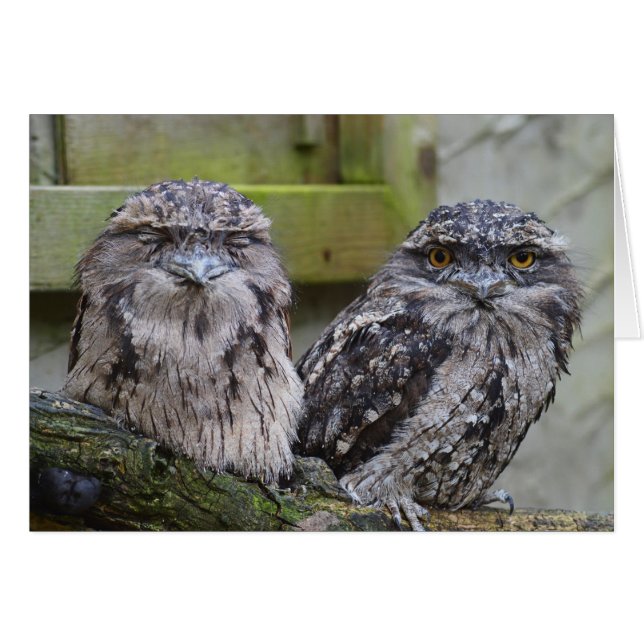 Tawny Frogmouth Birds OBS Kort (Framsidan Horizontal)