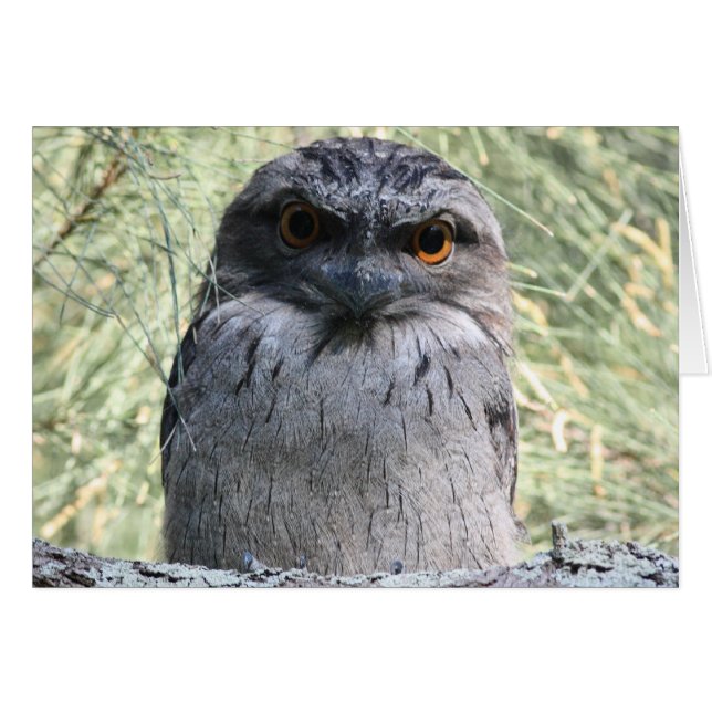 Tawny Frogmouth Hälsningskort (Framsidan Horizontal)