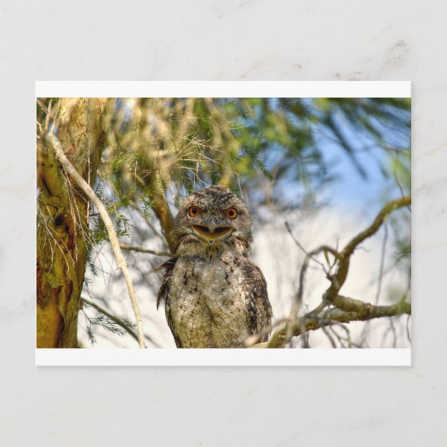 TAWNY FROGMOUTH RURAL QUEENSLAND AUSTRALIA VYKORT (Framsida)