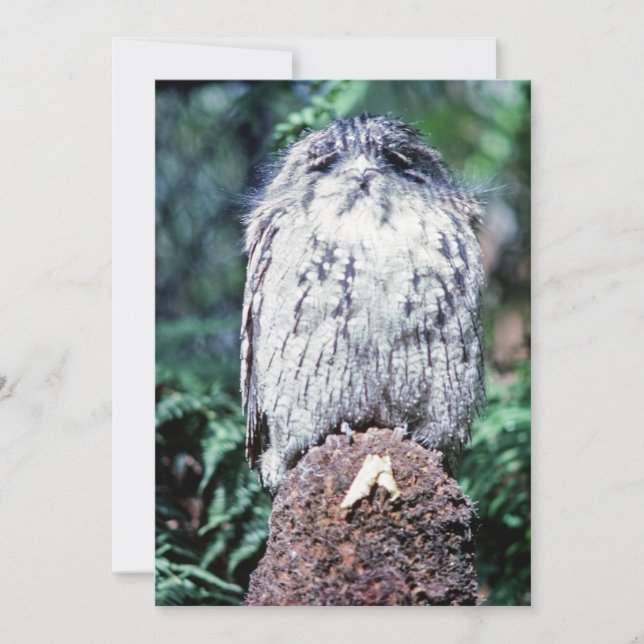 Tawny Frogmouth, Tasmania - Australien Inbjudningar (Framsida)