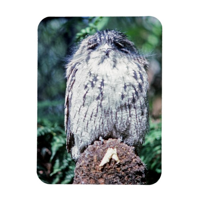 Tawny Frogmouth, Tasmania - Australien Magnet (Vertikal)