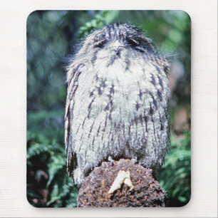 Tawny Frogmouth, Tasmania - Australien Musmatta