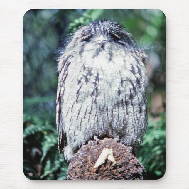 Tawny Frogmouth, Tasmania - Australien Musmatta (Framsidan)