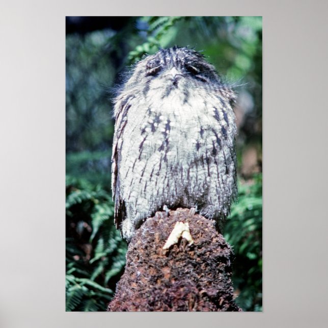 Tawny Frogmouth, Tasmania - Australien Poster (Framsidan)
