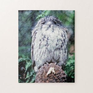Tawny Frogmouth, Tasmania - Australien Pussel