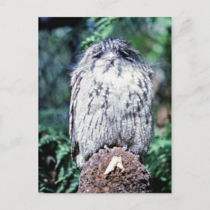 Tawny Frogmouth, Tasmania - Australien Vykort