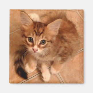 Tawny Kattunge Magnet