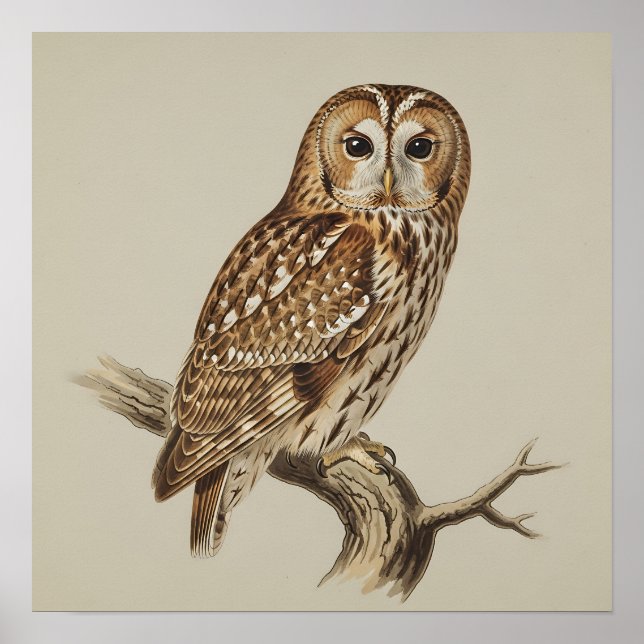 Tawny Owl Perched on Branch Poster (Framsidan)