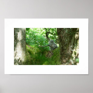 Tawny Owlet Poster i ett antikt Oak Träd