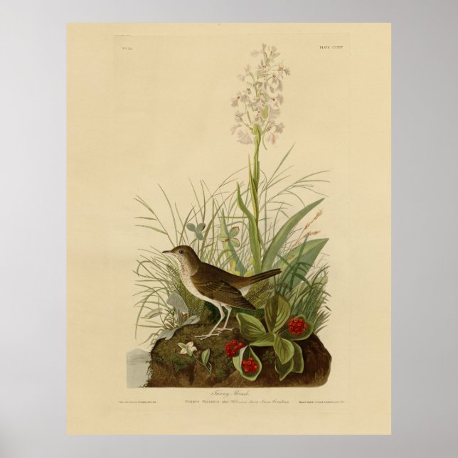 Tawny Thrusch (Veery) - Audubon's Birds of America Poster (Framsidan)