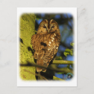 Tawny Uggla 8T014D-17 Vykort