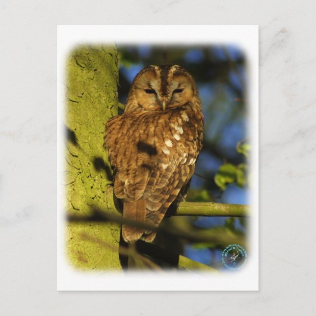 Tawny Uggla 8T014D-17 Vykort (Framsida)