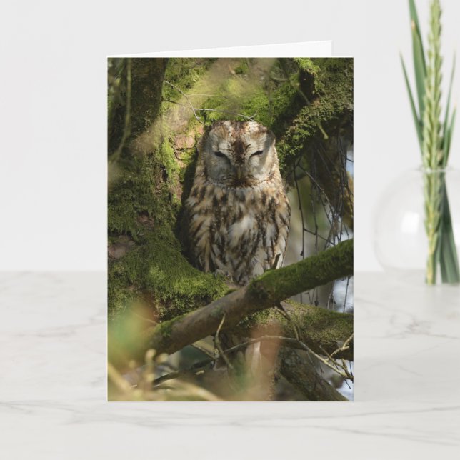 Tawny Uggla i Woodland Kort (Framsida)
