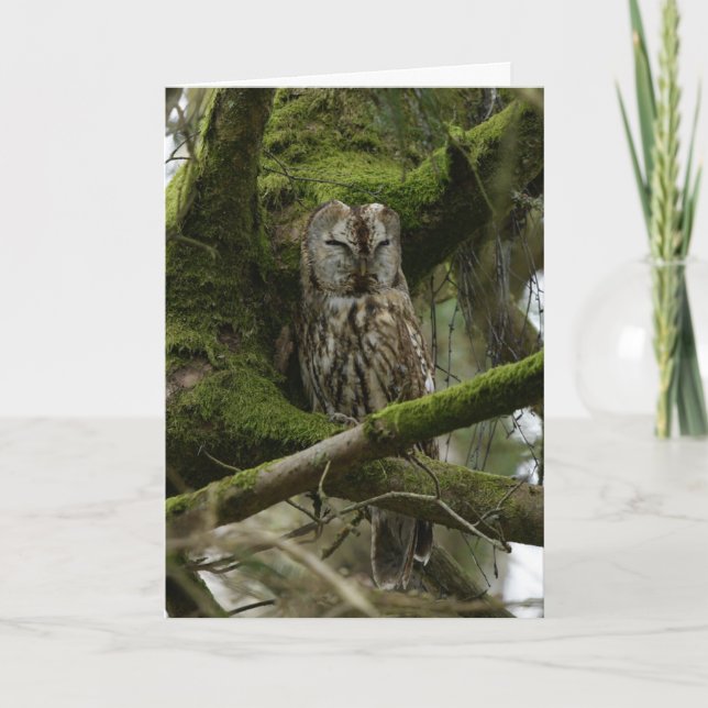 Tawny Uggla Kort (Framsida)