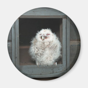 Tawny Uggla Magnet