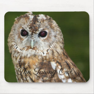 Tawny Uggla Musmatta