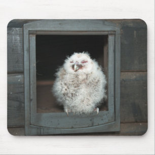 Tawny Uggla Musmatta