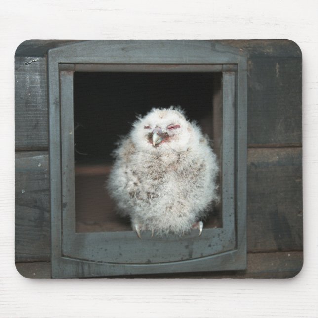 Tawny Uggla Musmatta (Framsidan)